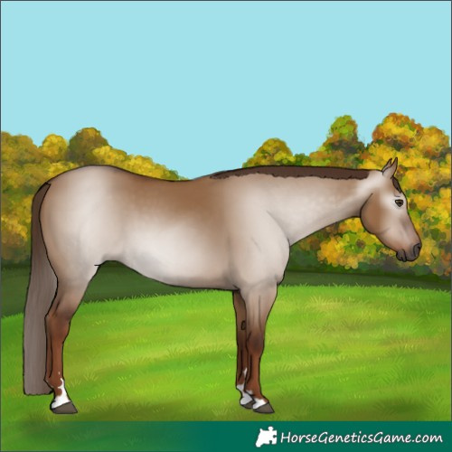 Horse Color:Gray Red Dun 