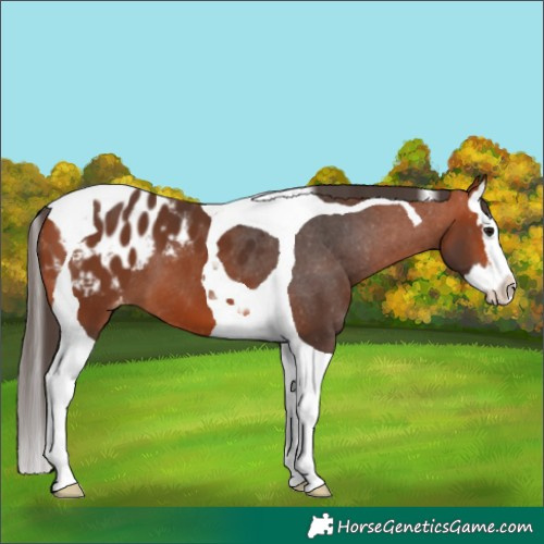 Horse Color:Bay Splash Tobiano Appaloosa