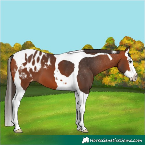 Horse Color:Bay Splash Tobiano Blanket 