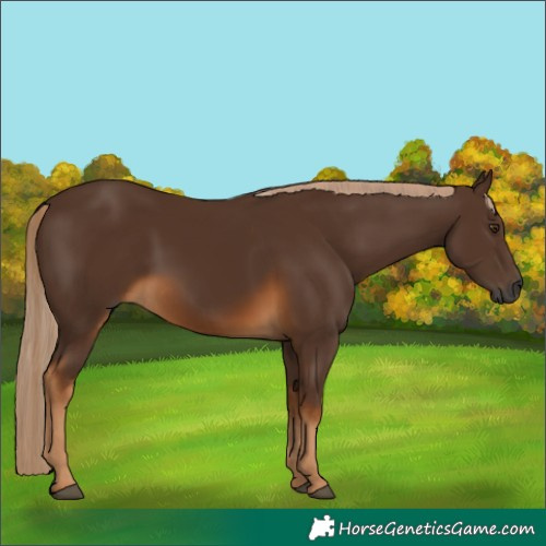 Horse Color:Gray White Spotted Chocolate Palomino 