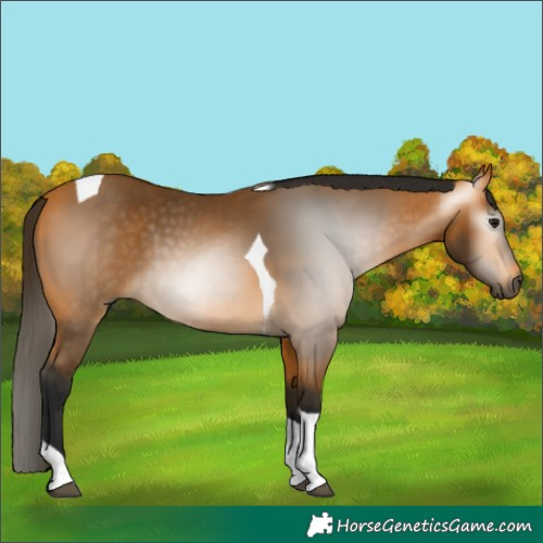 Horse Color:Gray Buckskin Tobiano 