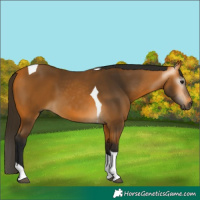 Horse Color:Gray Buckskin Tobiano