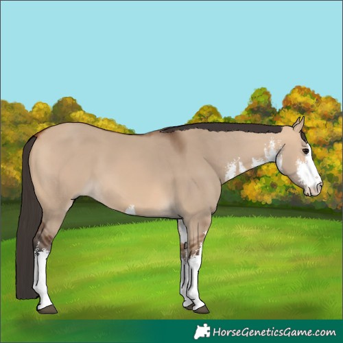 Horse Color:White Spotted Bay Dun 