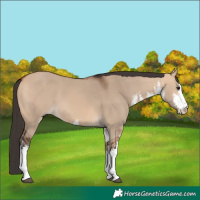 Horse Color:White Spotted Bay Dun 