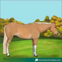 Horse Color:Palomino Tobiano 