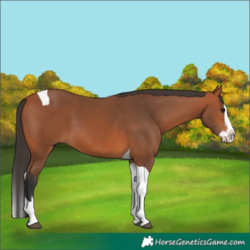 Horse Color:Bay Splash Tobiano