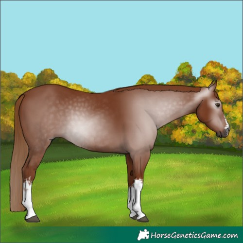 Horse Color:Gray White Spotted Chestnut 