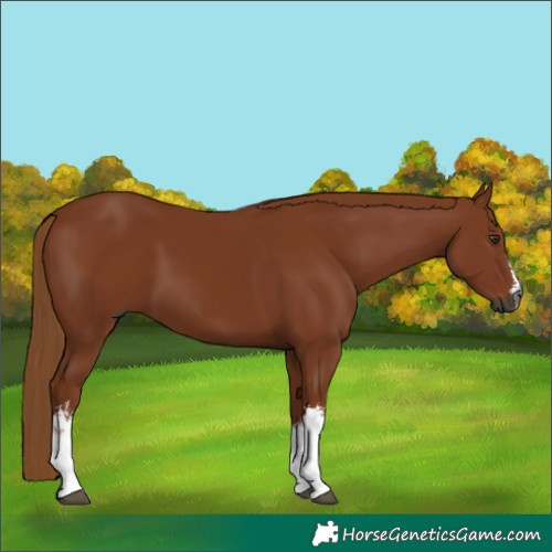 Horse Color:Gray White Spotted Chestnut 
