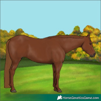 Horse Color:Gray White Spotted Chestnut 