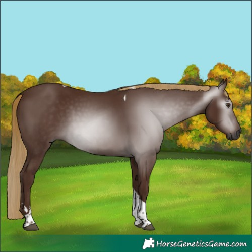 Horse Color:Gray Chestnut Tobiano 