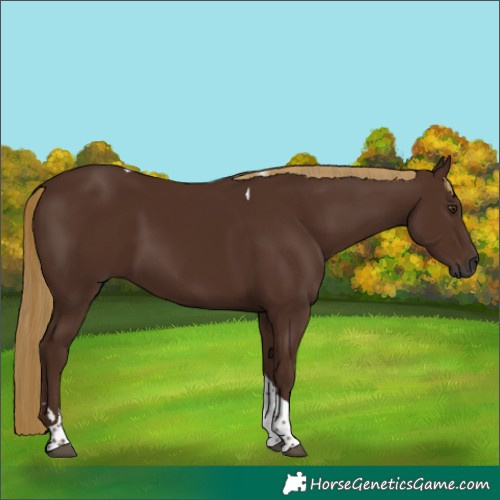 Horse Color:Gray Chestnut Tobiano 