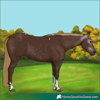 Horse Color:Gray Chestnut Tobiano