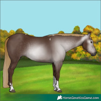 Horse Color:Gray Chestnut Tobiano 
