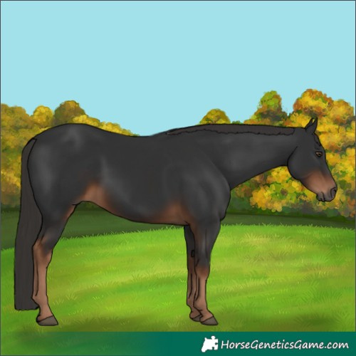 Horse Color:Gray Liver Chestnut 