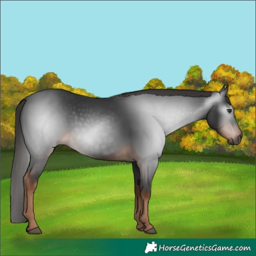 Horse Color:Gray Liver Chestnut 