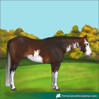 Horse Color:Gray White Spotted Bay Splash