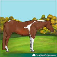 Horse Color:Chestnut Tobiano 