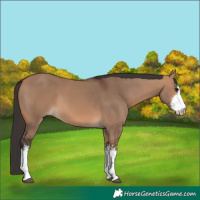 Horse Color:White Spotted Bay Dun 