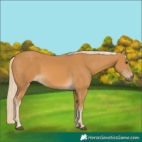 Horse Color:Palomino 