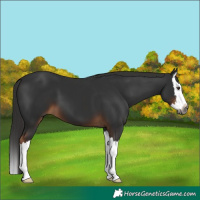 Horse Color:Gray White Spotted Liver Chestnut Splash