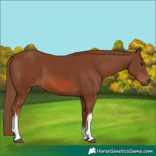 Horse Color:White Spotted Chestnut 