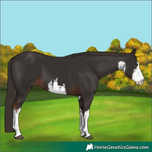 Horse Color:White Spotted Liver Chestnut 