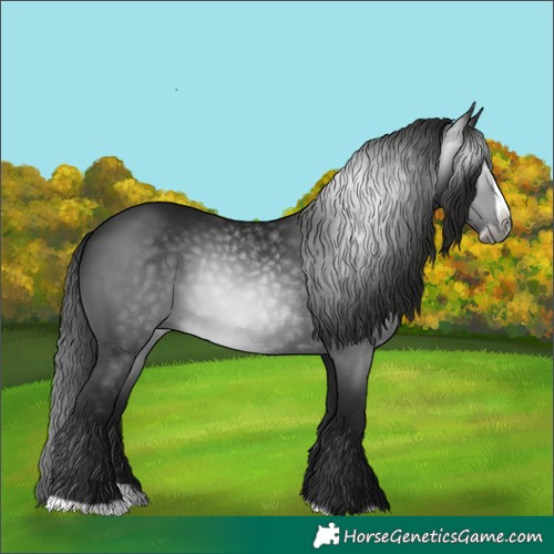 Horse Color:Gray Black Splash Frame 