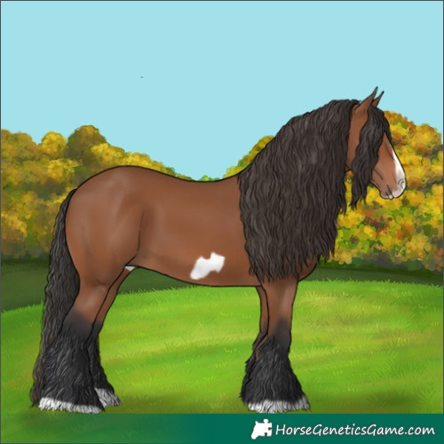 Horse Color:Bay Splash Frame