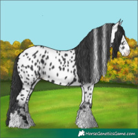Horse Color:Black Appaloosa 