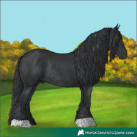Horse Color:Black Rabicano