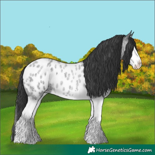 Horse Color:Blue Roan Splash Appaloosa 