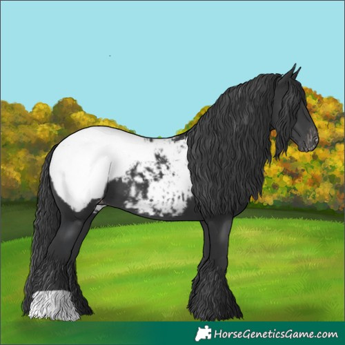Horse Color:Black Appaloosa 