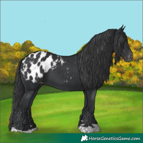 Horse Color:Black Appaloosa 