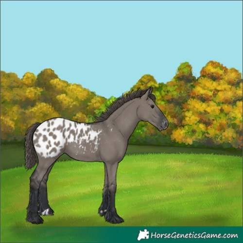 Horse Color:Grullo Appaloosa