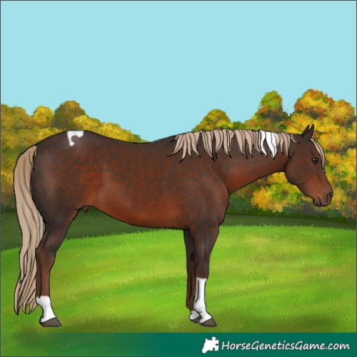 Horse Color:Liver Chestnut Tobiano 