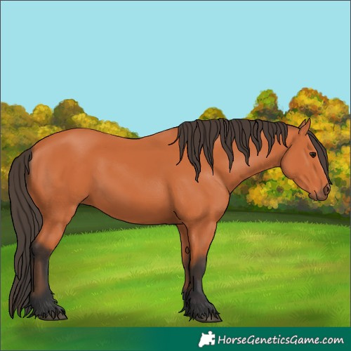 Horse Color:Bay 