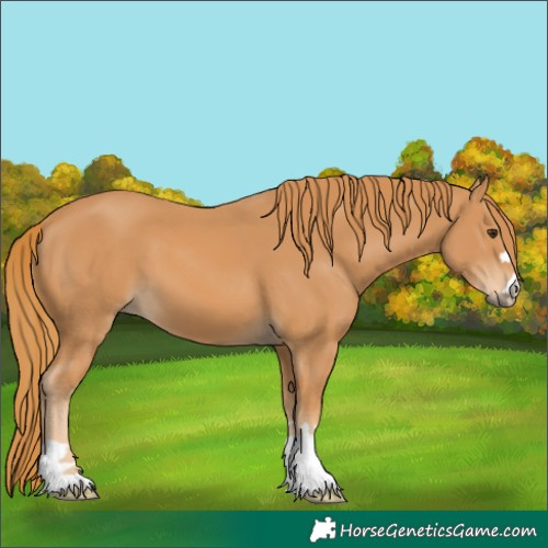 Horse Color:Chestnut 