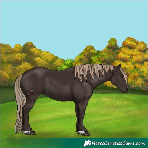 Horse Color:Unknown 