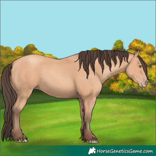 Horse Color:Amber Champagne