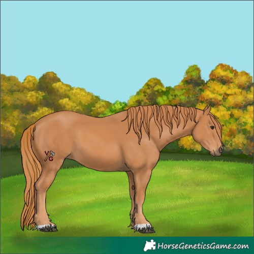 Horse Color:Unknown 