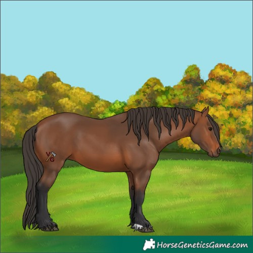 Horse Color:Unknown 