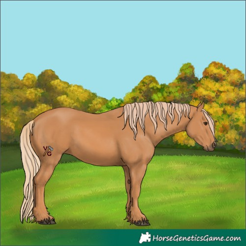 Horse Color:Unknown 