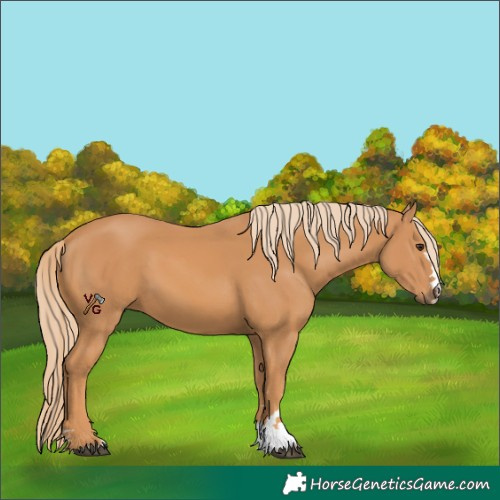 Horse Color:Unknown 