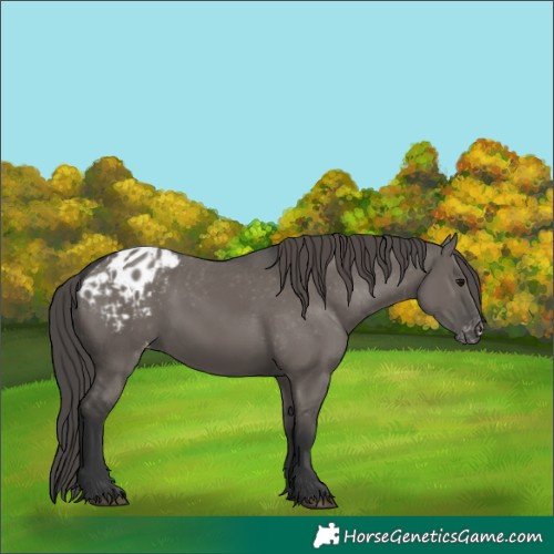 Horse Color:Grullo Appaloosa 