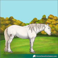 Horse Color:Perlino Dun 