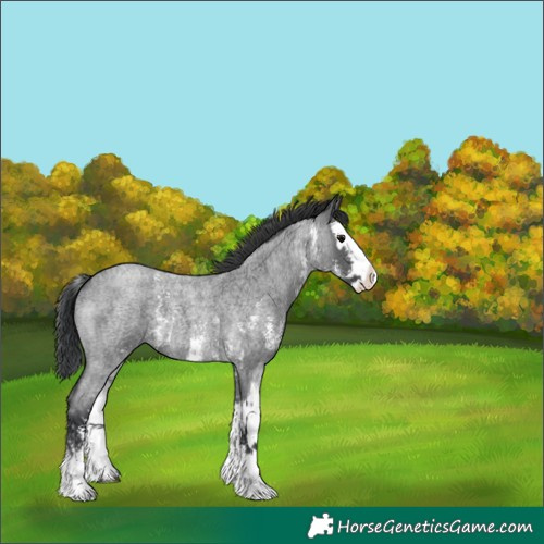 Horse Color:Unknown 