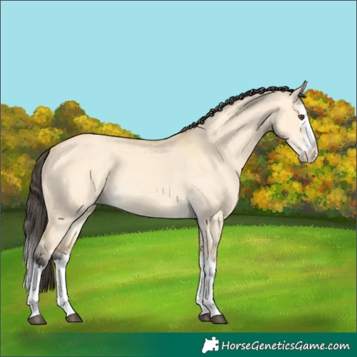 Horse Color:Buckskin Dun Splash