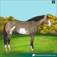 Horse Color:Buckskin Dun Frame 