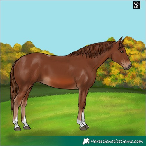 Horse Color:Unknown 