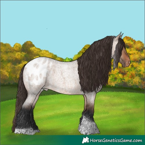 Horse Color:Brown Roan Dun Tobiano Appaloosa